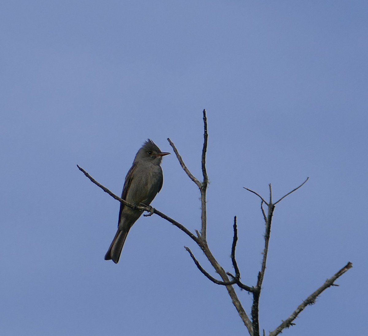 Greater Pewee - ML383212631