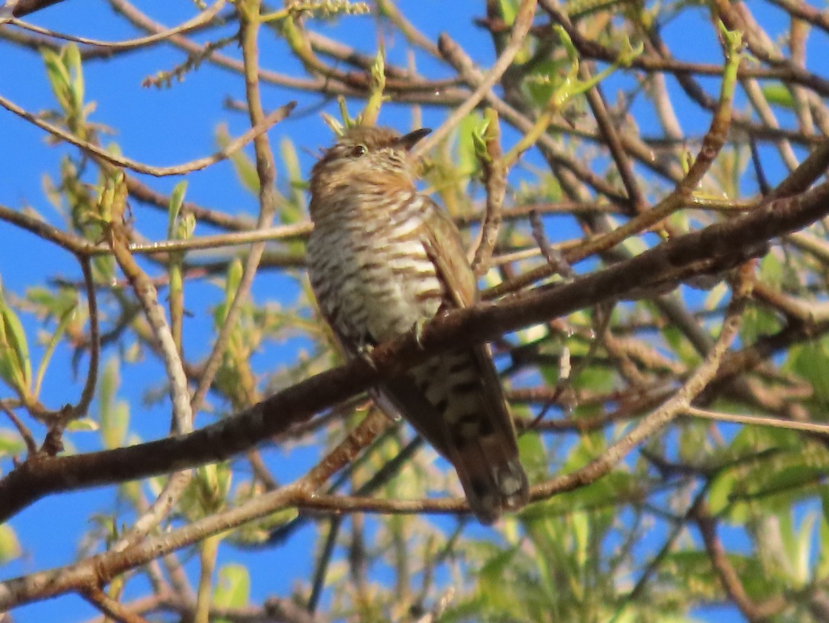 Little Bronze-Cuckoo (Gould's) - ML383215461