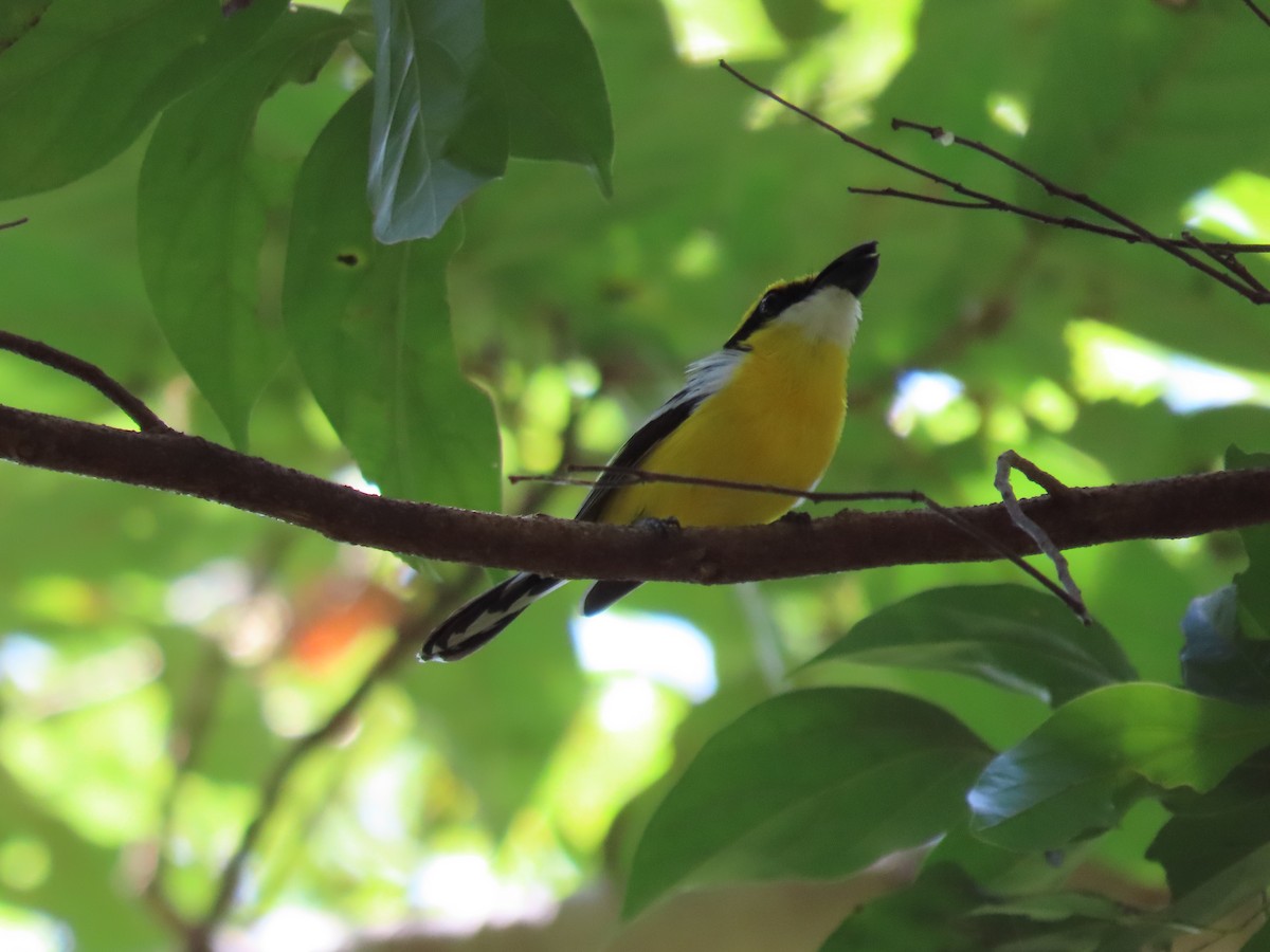 Yellow-breasted Boatbill - ML383216011