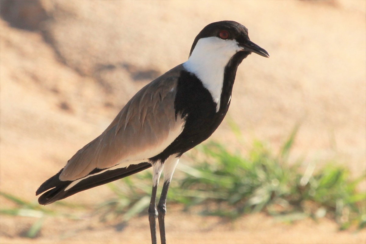 Spur-winged Lapwing - ML383224171