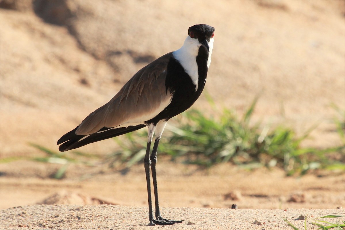 Spur-winged Lapwing - ML383224181