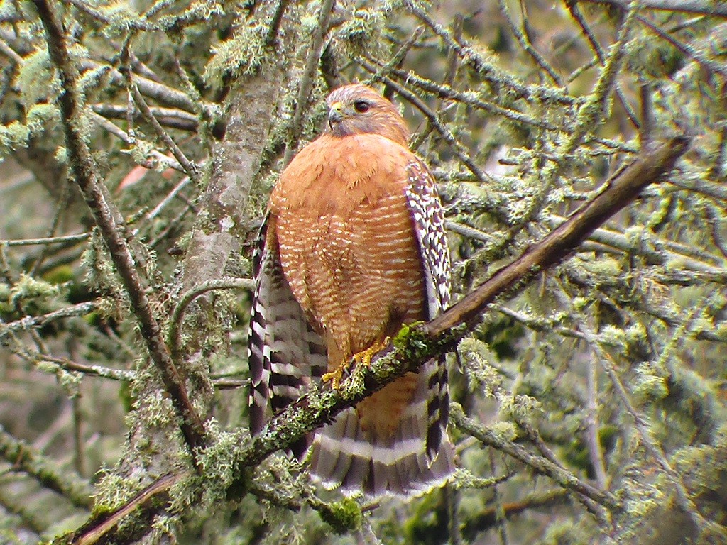 Red-shouldered Hawk - Andrew Ray