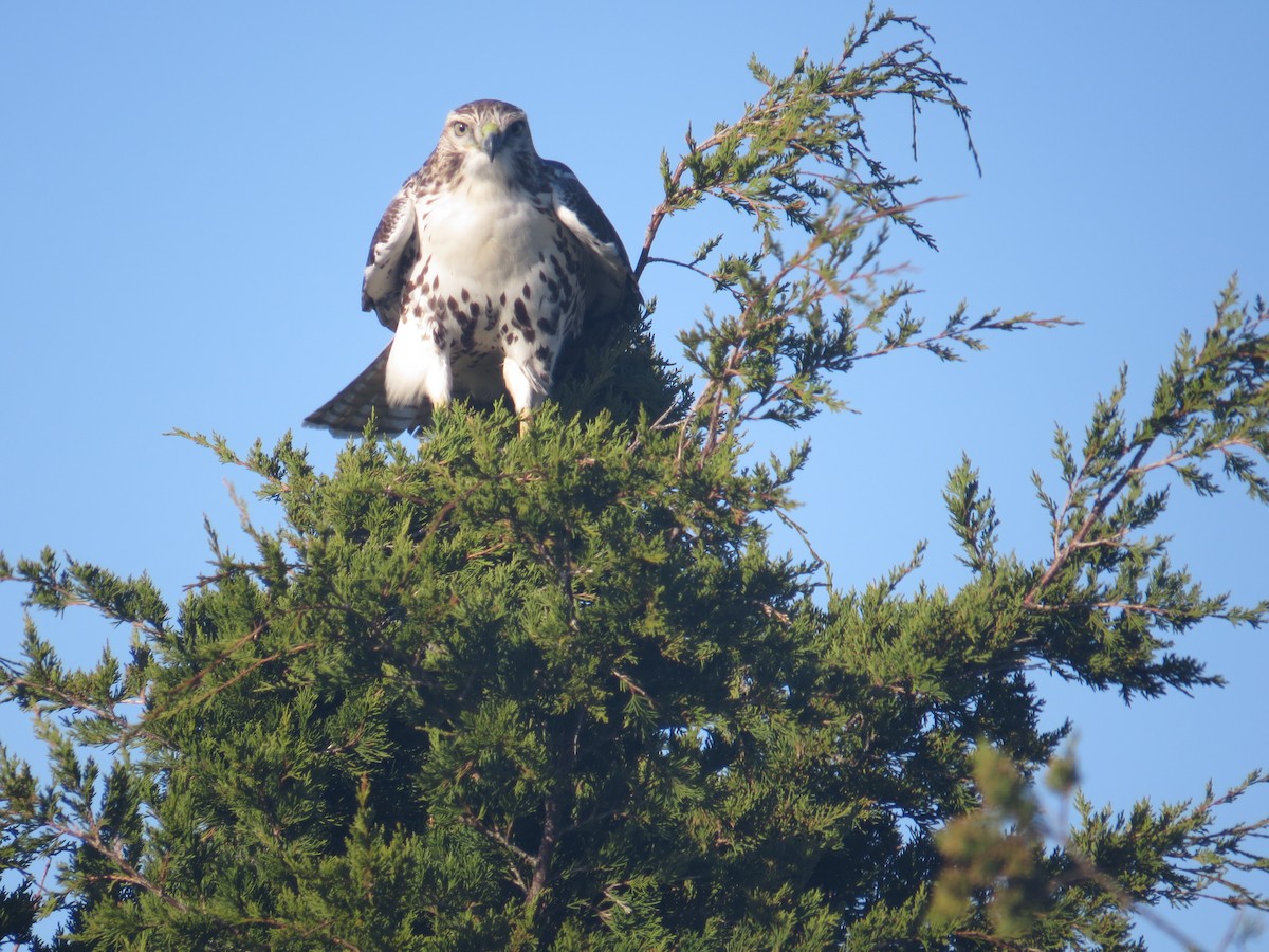 Red-tailed Hawk - ML38322841