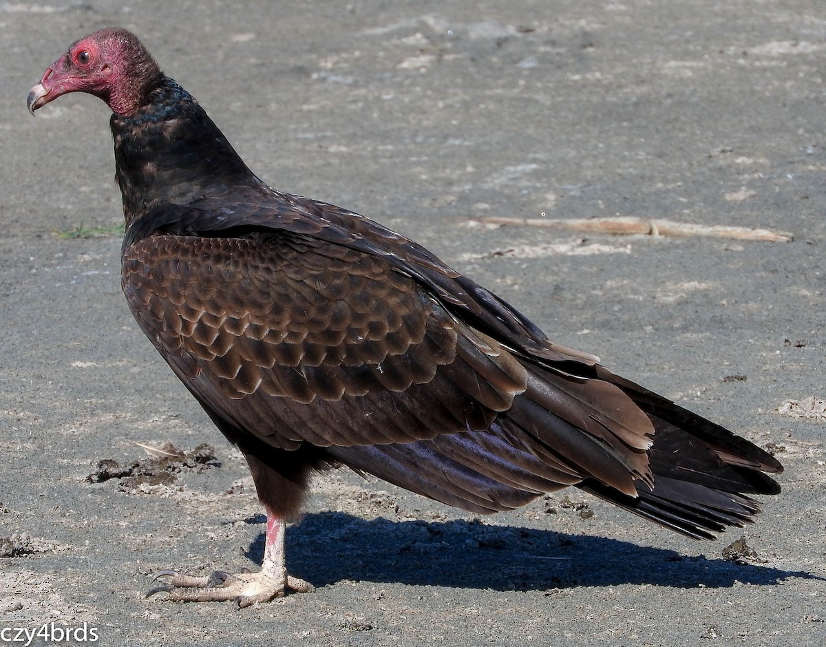 Turkey Vulture - Charity Hagen