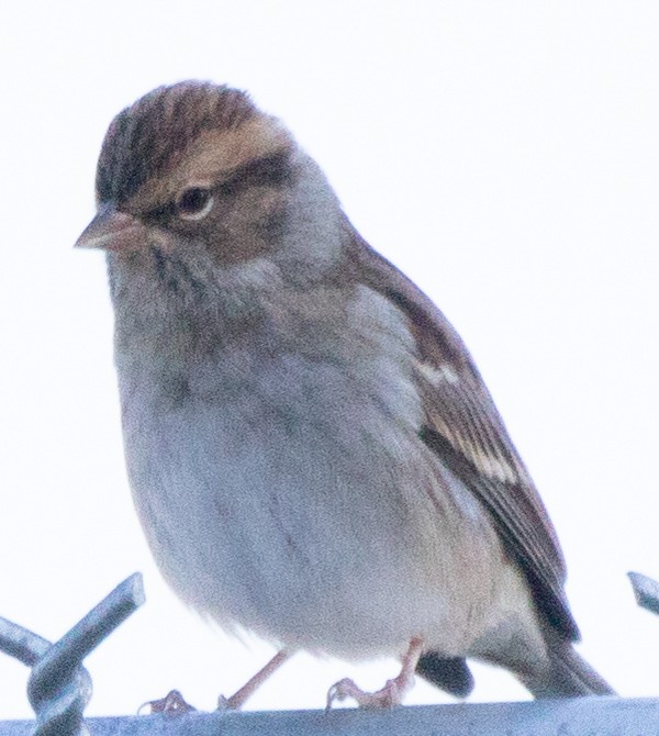 Chipping Sparrow - ML383242831