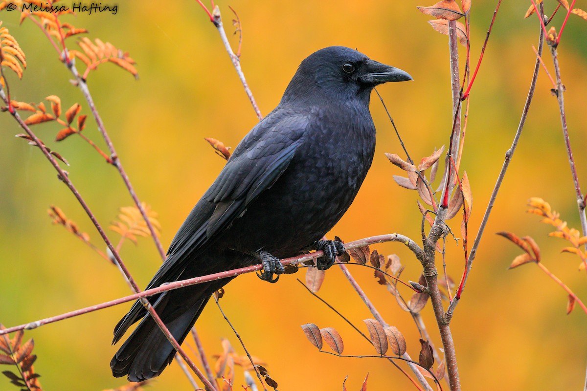 American Crow