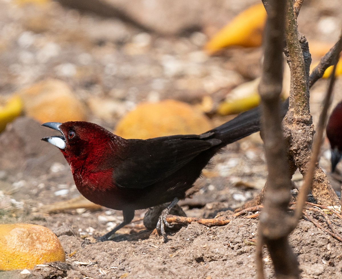 Silver-beaked Tanager - ML383244621