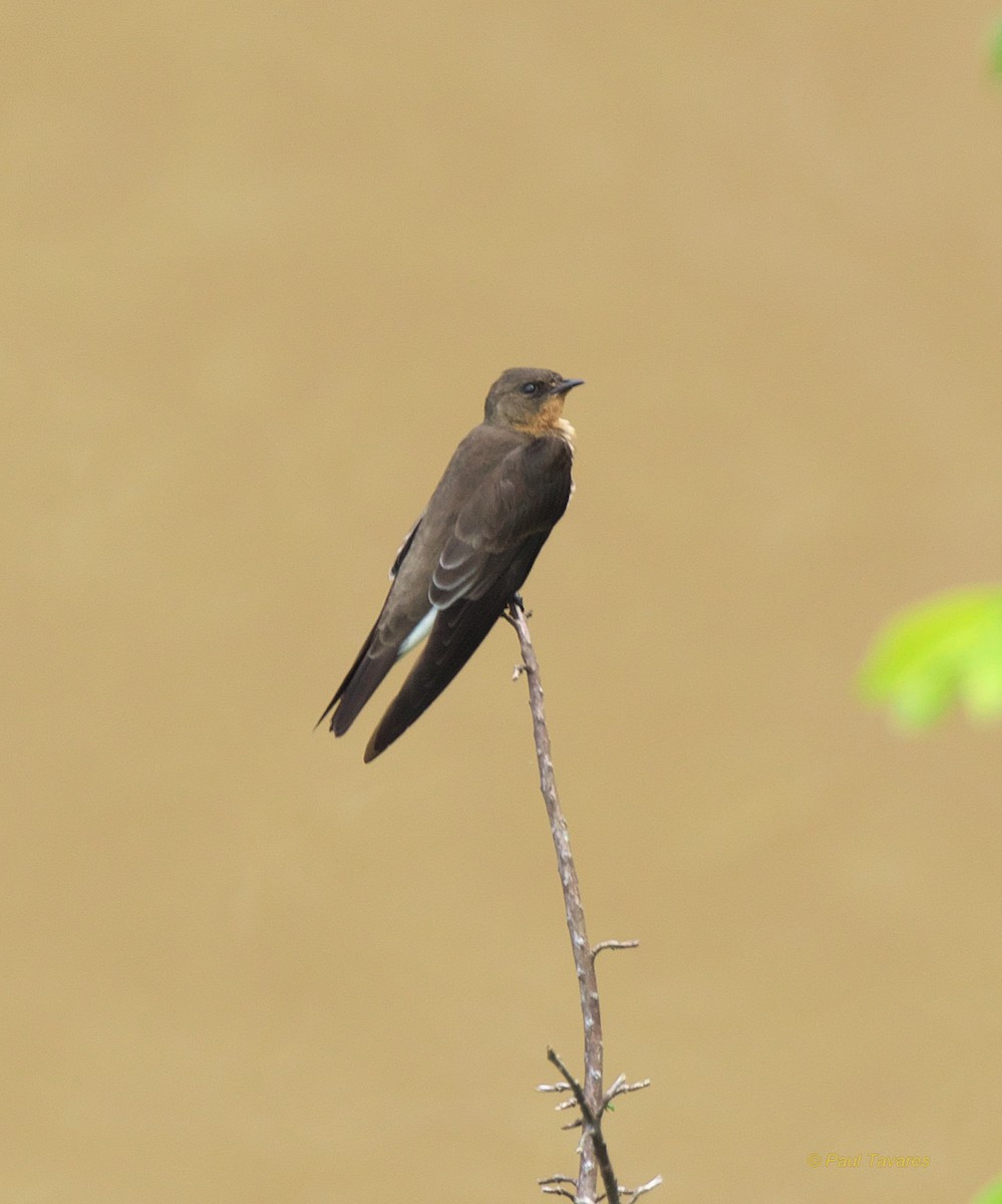 Southern Rough-winged Swallow - Paul Tavares