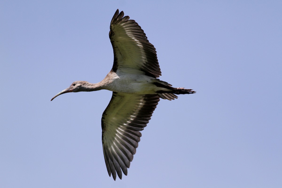 ibis bílý - ML38325031