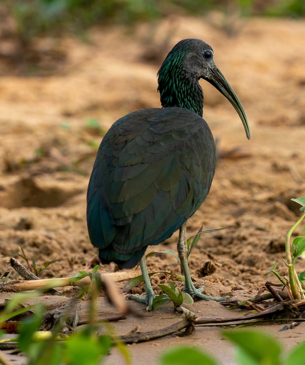 ibis zelený - ML383251101