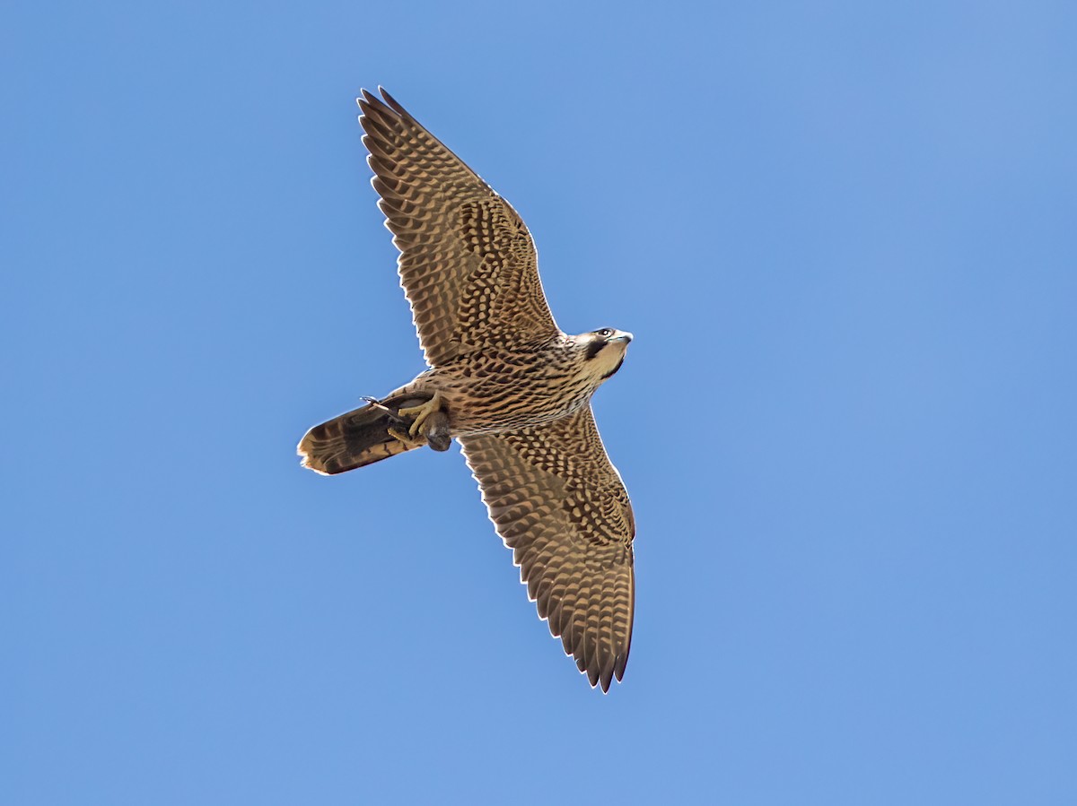 Peregrine Falcon - Iris Kilpatrick