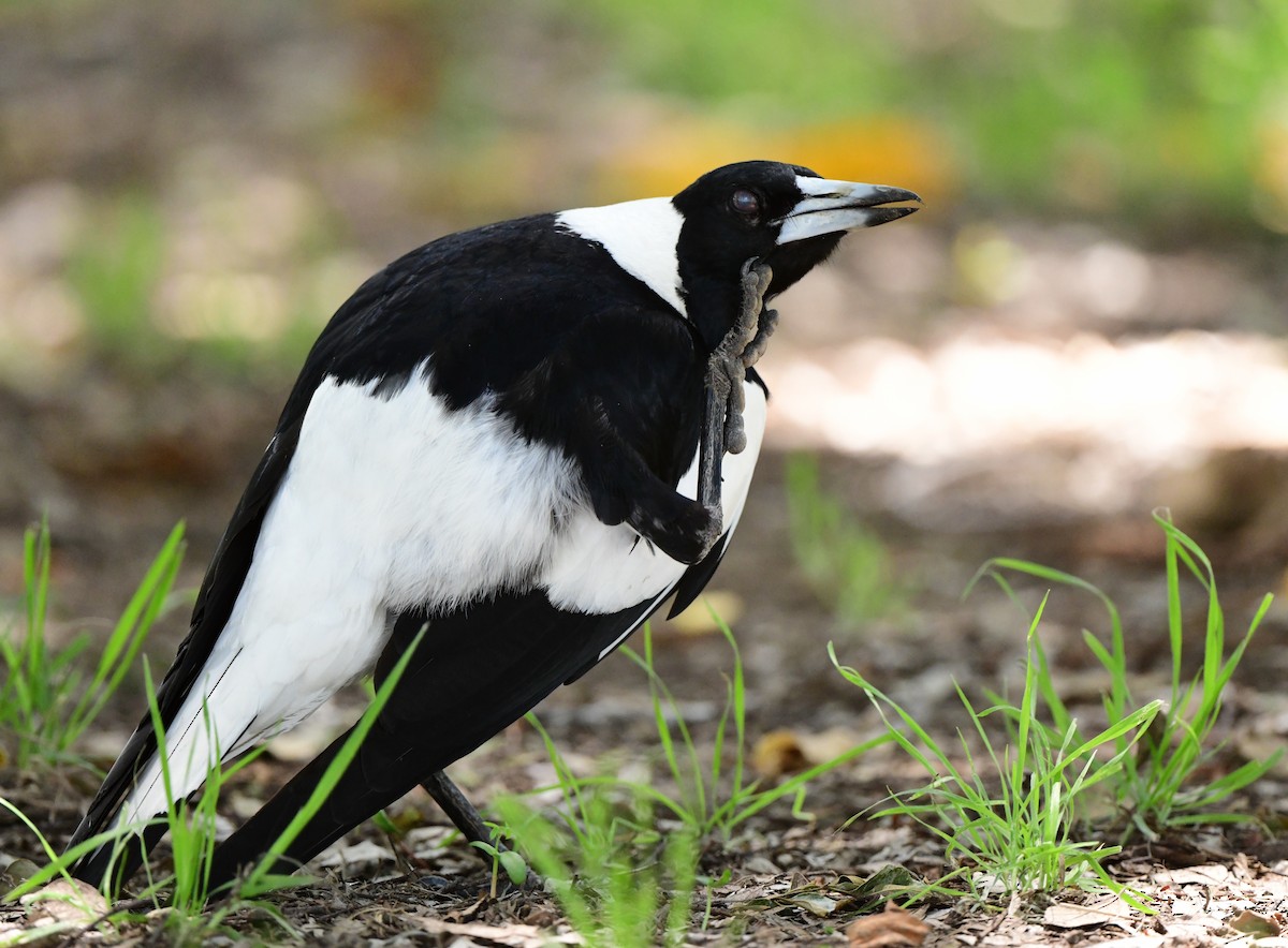 Australian Magpie - Andy Gee