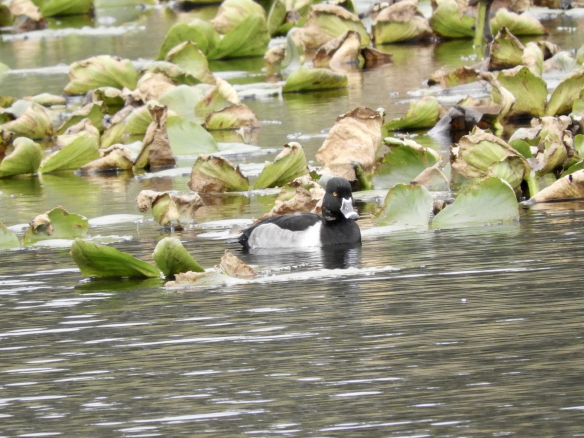 Ring-necked Duck - Cherie St.Ours