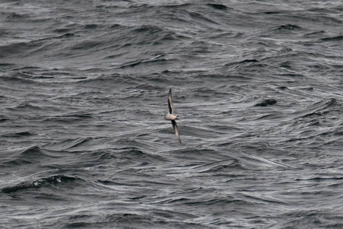 Fork-tailed Storm-Petrel - Geoffrey Newell