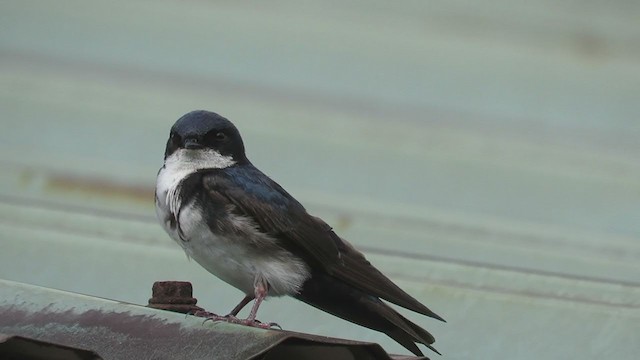Blue-and-white Swallow - ML383264721