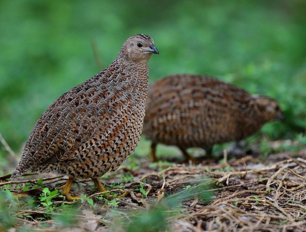 Brown Quail - Andy Gee