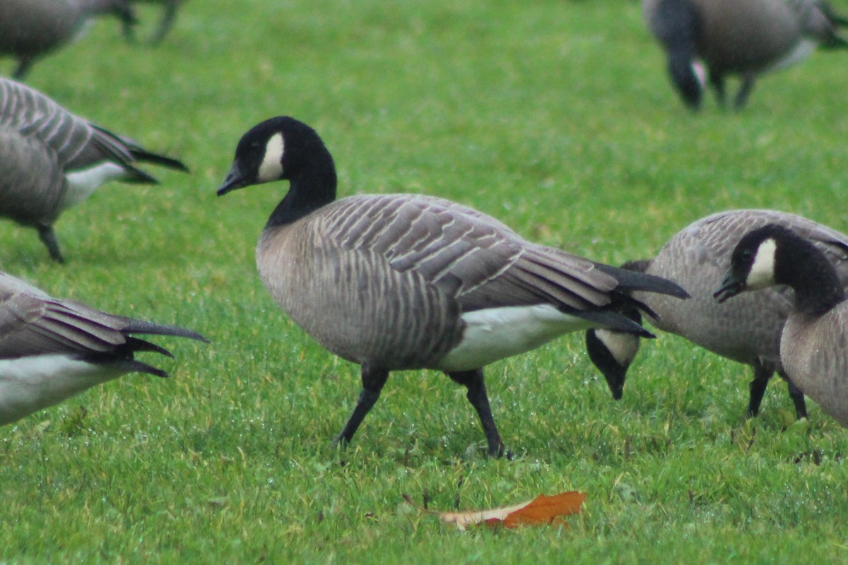 Cackling Goose (minima) - ML383276361