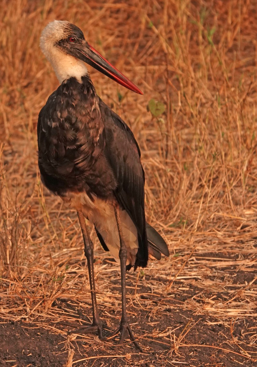 African Woolly-necked Stork - Diane Drobka
