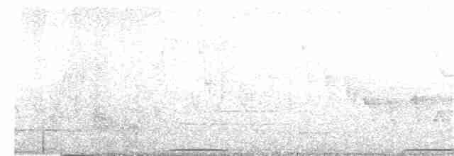 holub pestrokřídlý - ML383277241