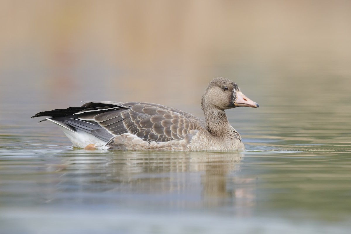 Greater White-fronted Goose - ML383283281