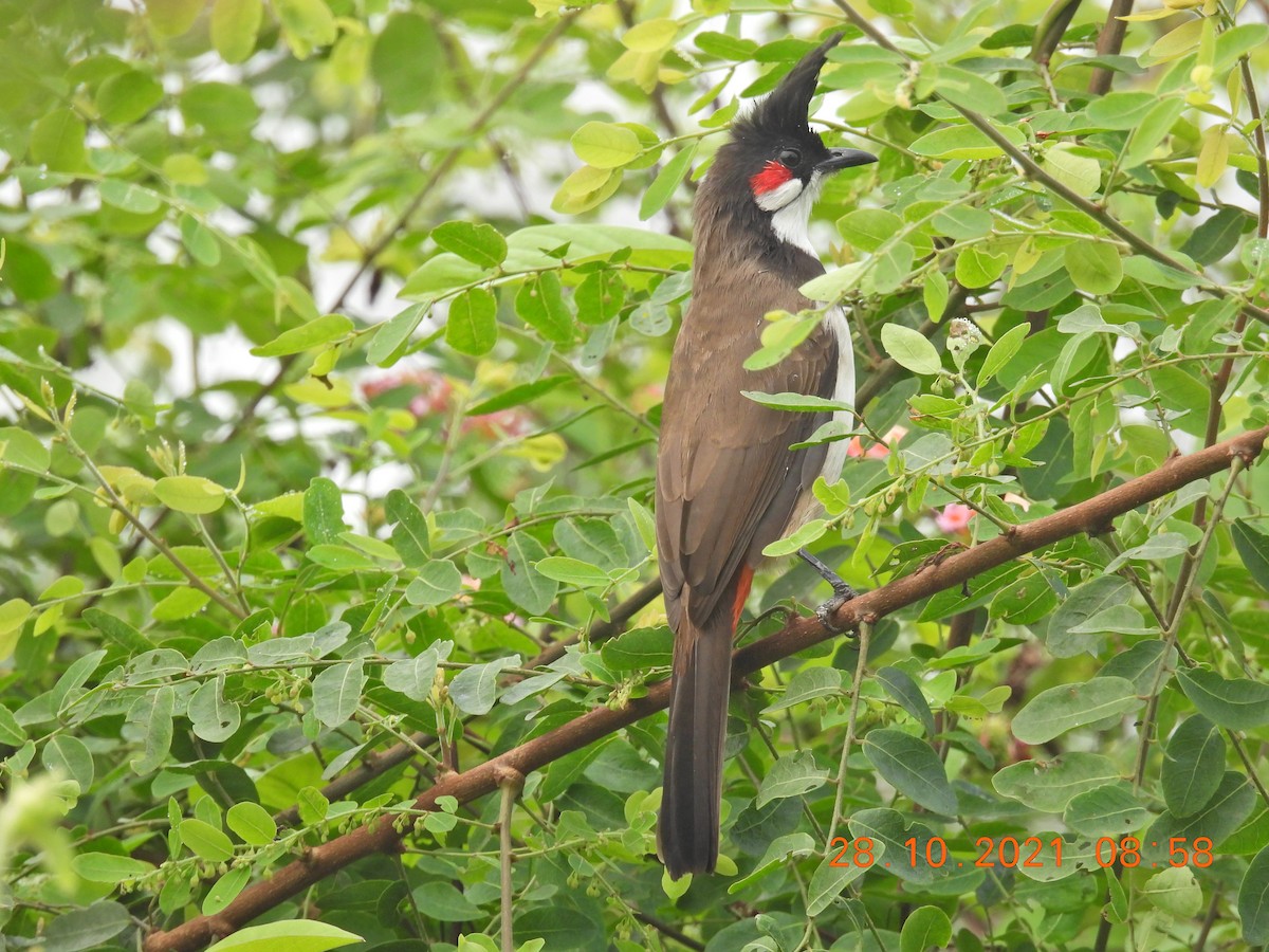 Red-whiskered Bulbul - Sudip Simha