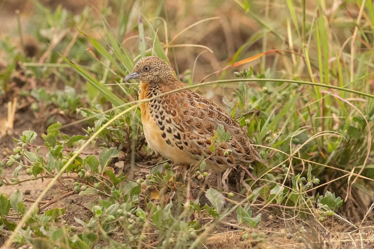 Small Buttonquail - Eric VanderWerf