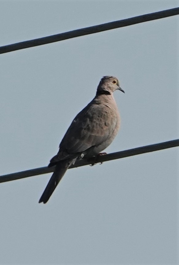 Burmese Collared-Dove - ML383285881