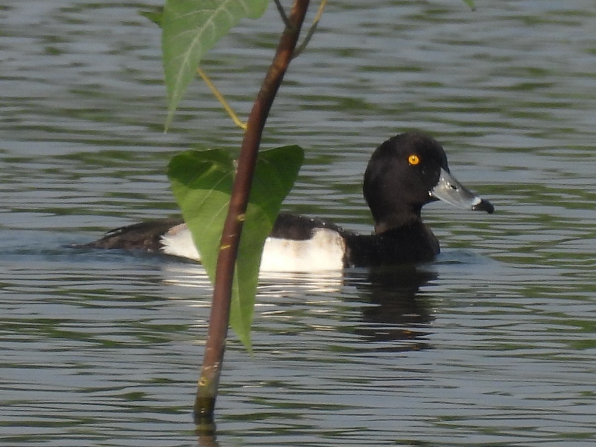 Tufted Duck - ML383289481