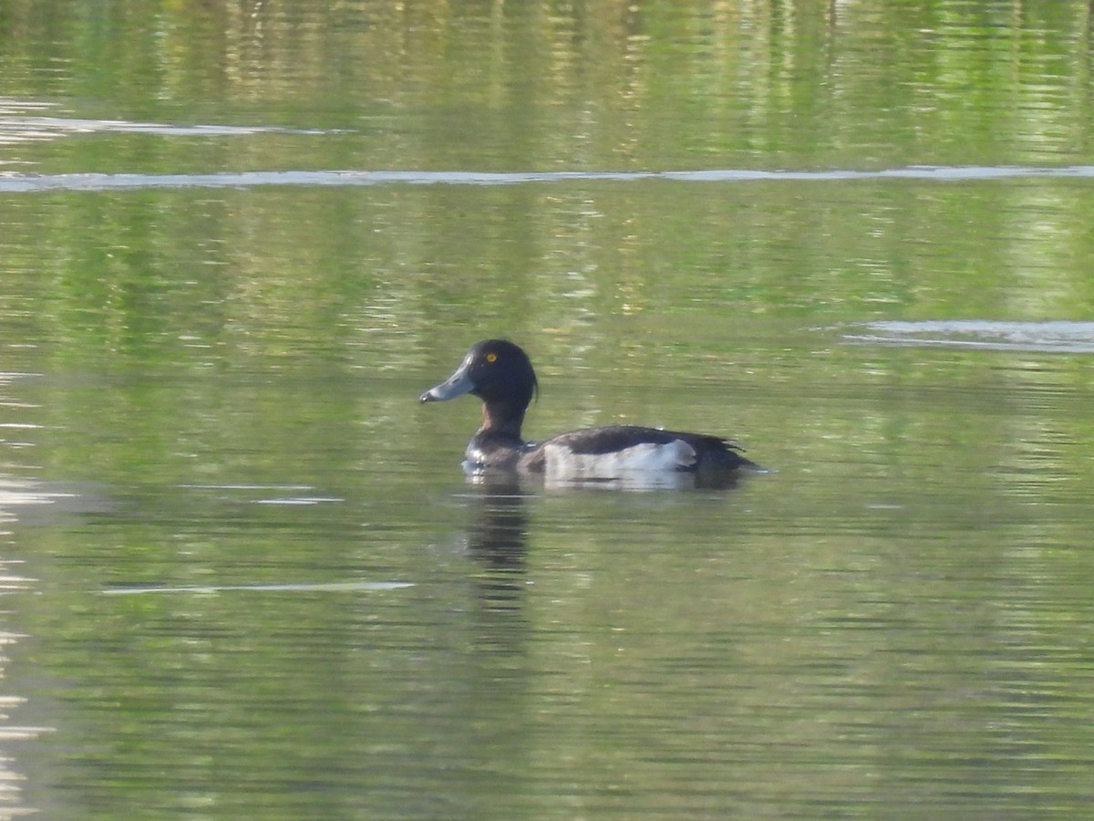 Tufted Duck - ML383289491
