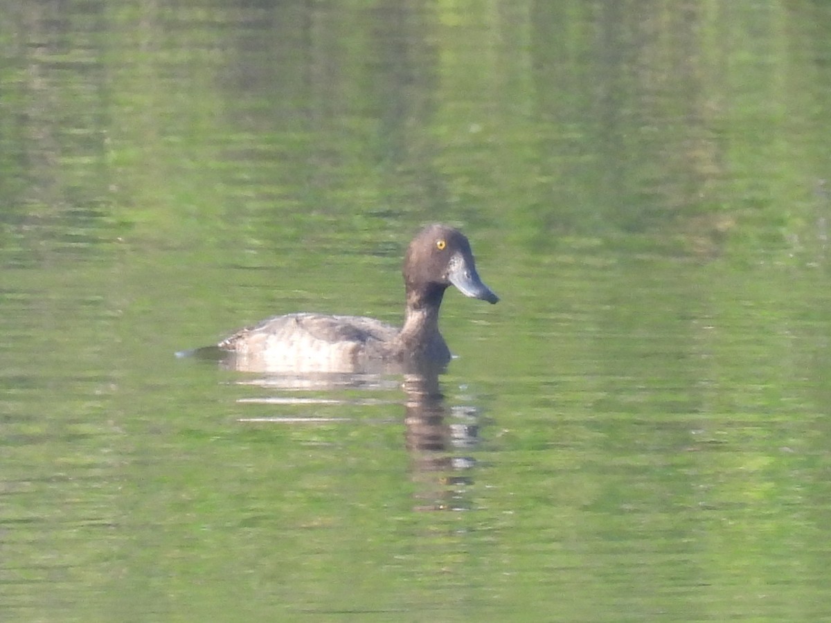 Tufted Duck - ML383289531