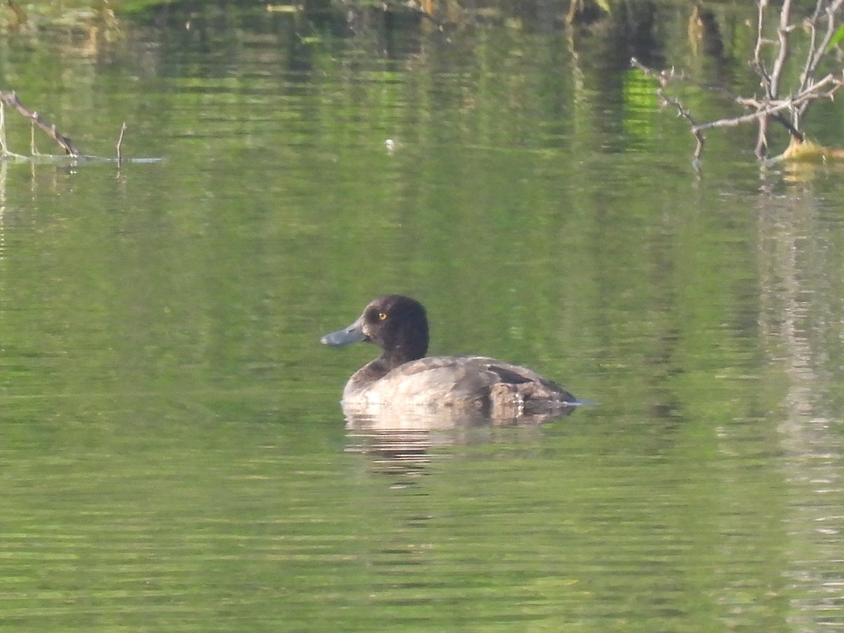 Tufted Duck - ML383289551