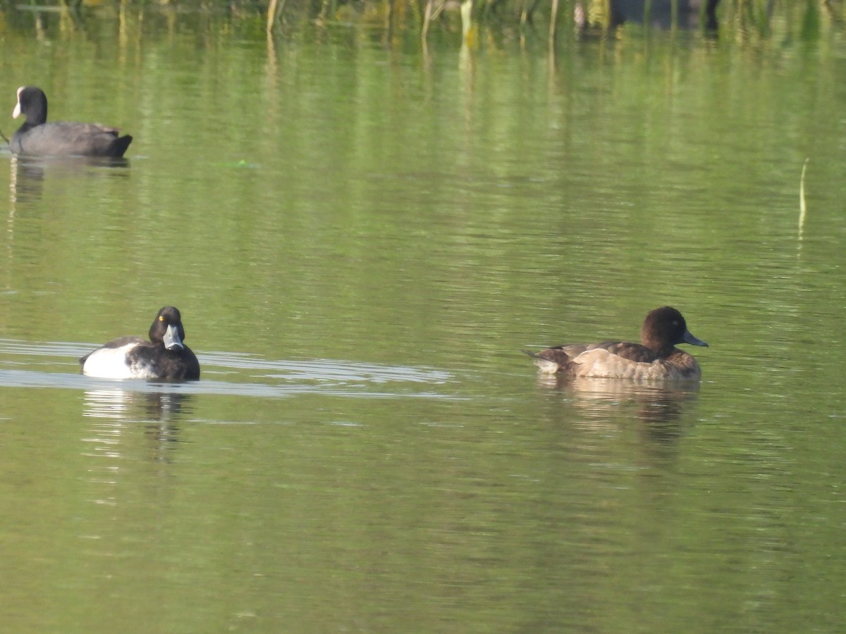 Tufted Duck - ML383289591