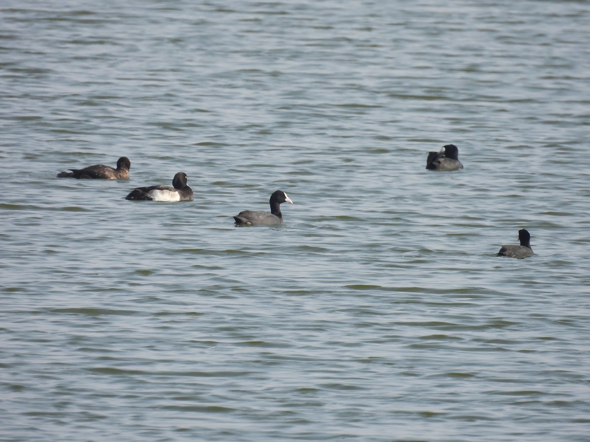 Tufted Duck - ML383289601