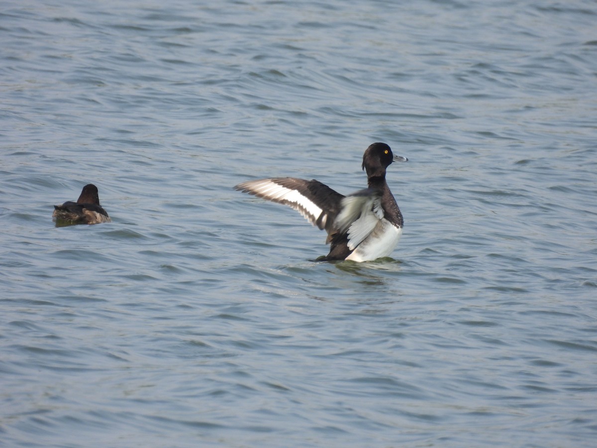 Tufted Duck - ML383289621