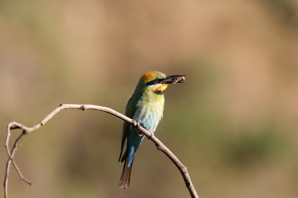 Rainbow Bee-eater - Colin Mulvogue