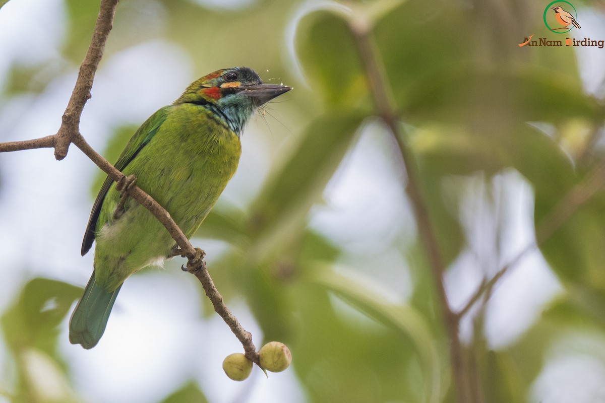 Blue-eared Barbet - Dinh Thinh