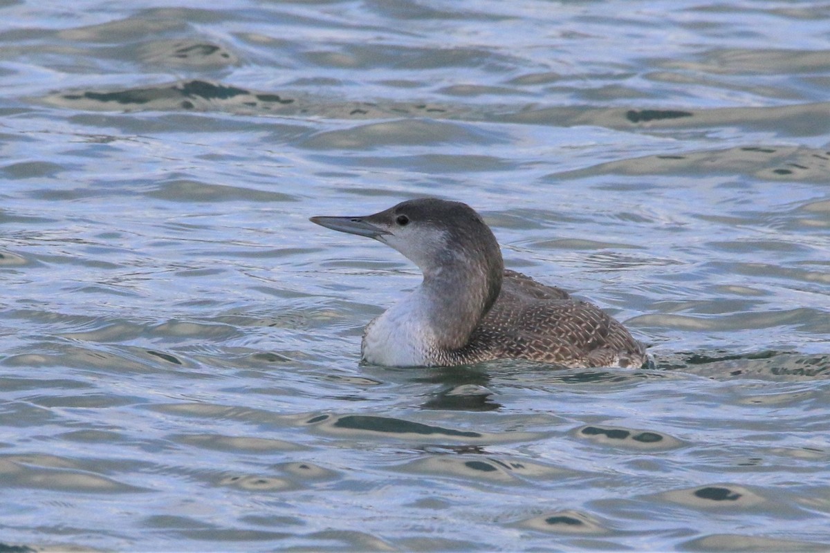 Red-throated Loon - Wigbert Vogeley