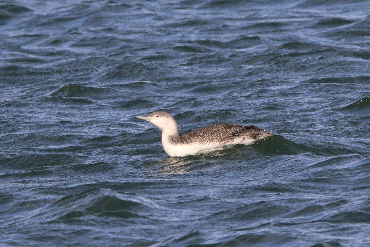 Red-throated Loon - ML383293231