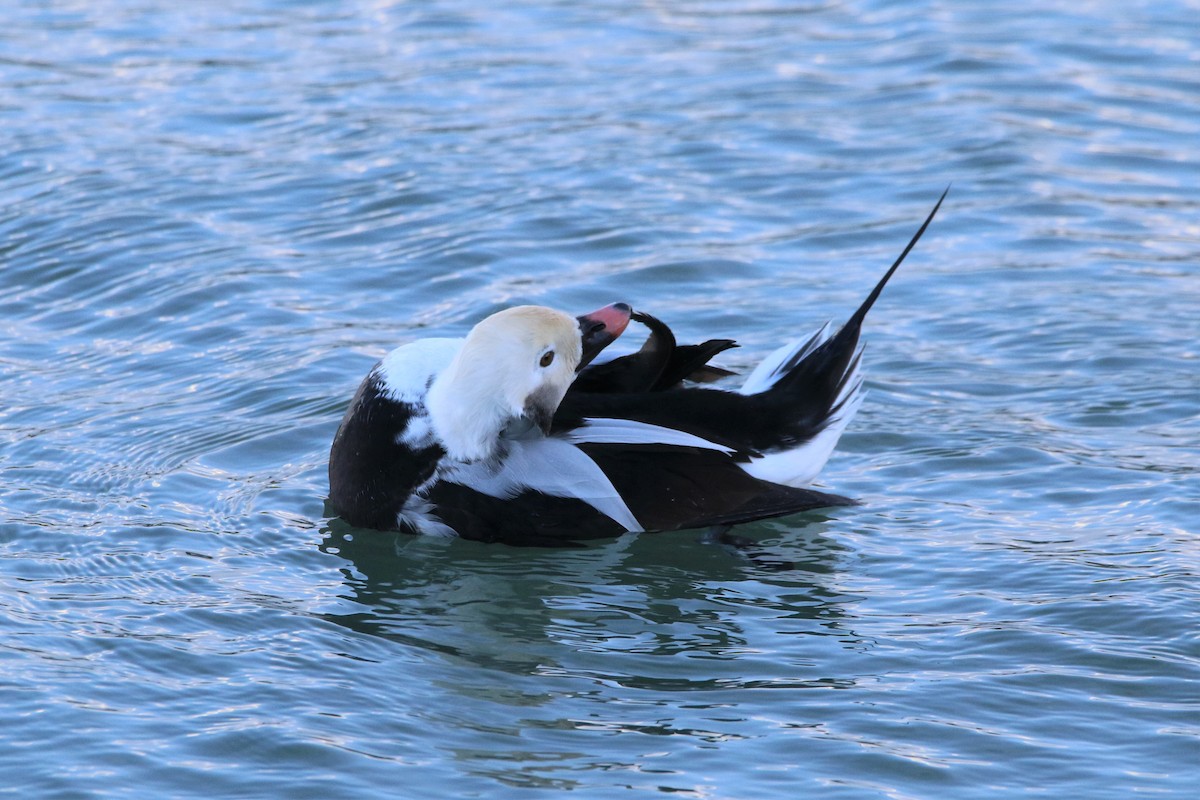 Long-tailed Duck - ML383295551