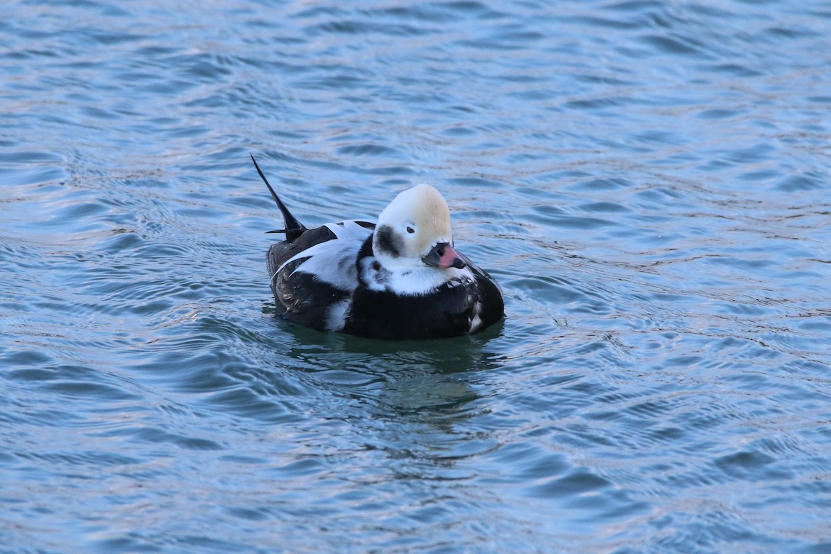 Long-tailed Duck - ML383295561