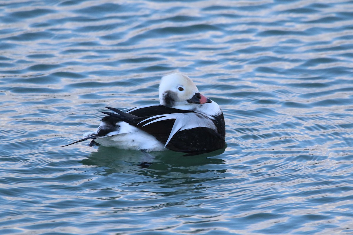 Long-tailed Duck - ML383295571