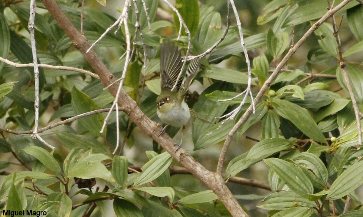 Bay-ringed Tyrannulet - Miguel  Magro