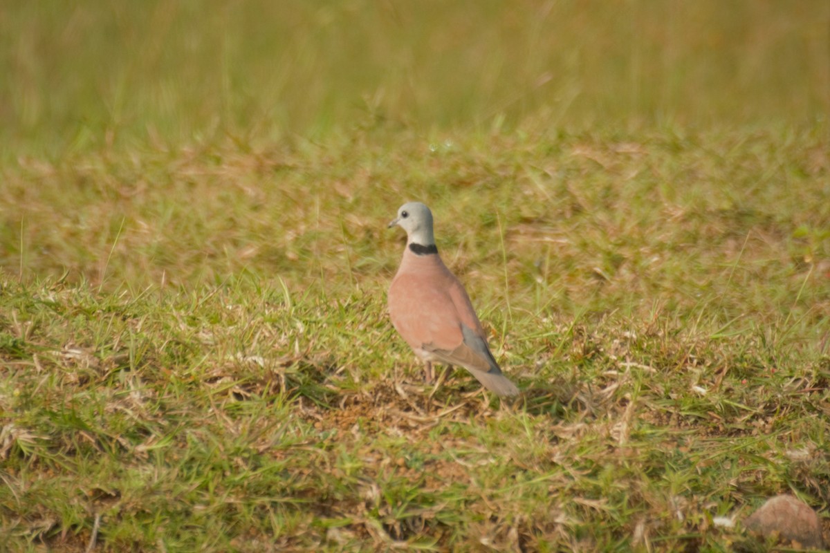 Red Collared-Dove - ML383298851