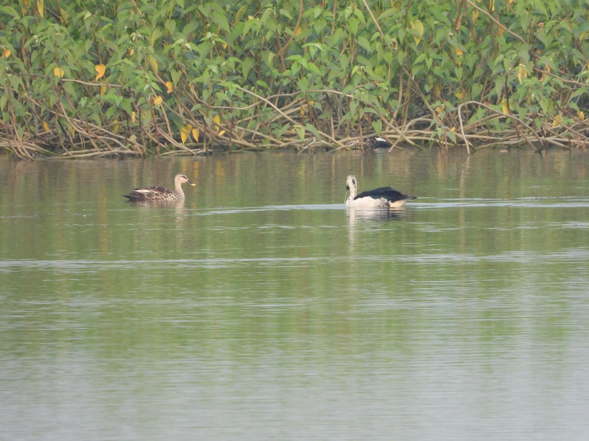 Indian Spot-billed Duck - Soumitra shesh  Arya