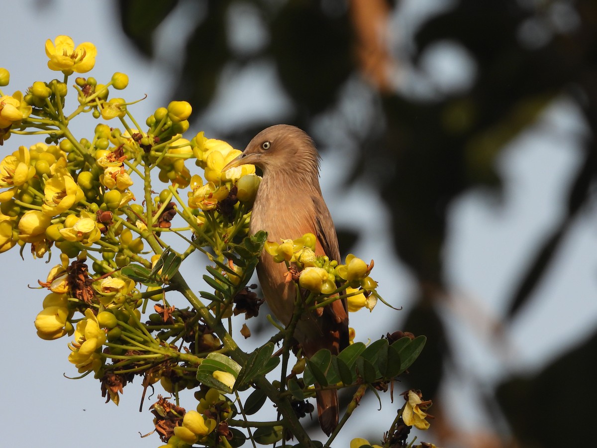 Chestnut-tailed Starling - Soumitra shesh  Arya