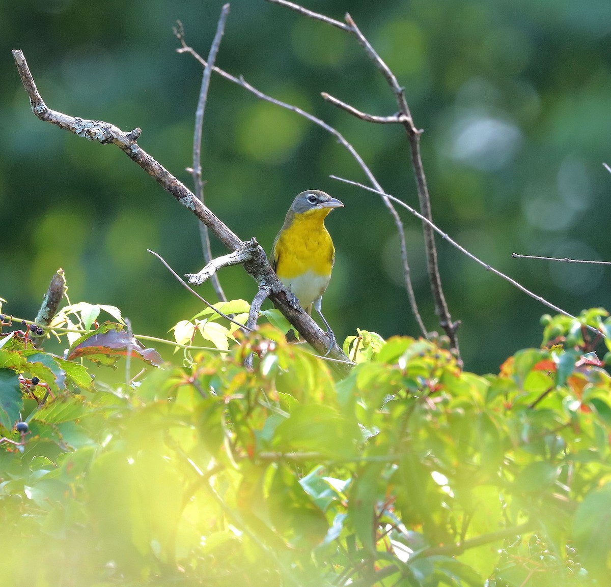 Yellow-breasted Chat - ML383303471
