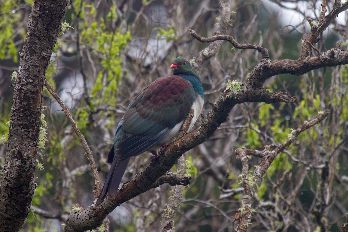 New Zealand Pigeon - ML383304051