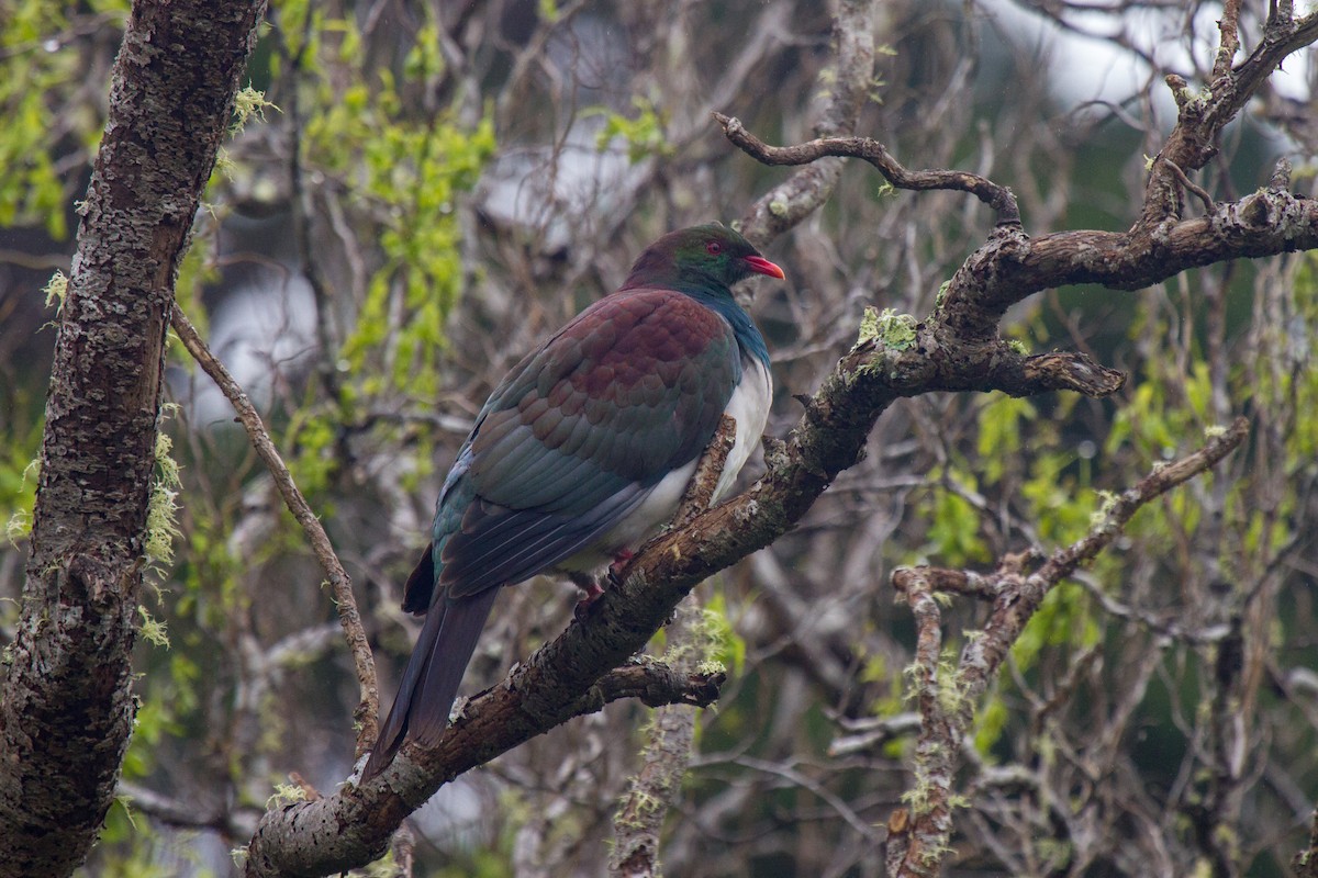 New Zealand Pigeon - ML383304061
