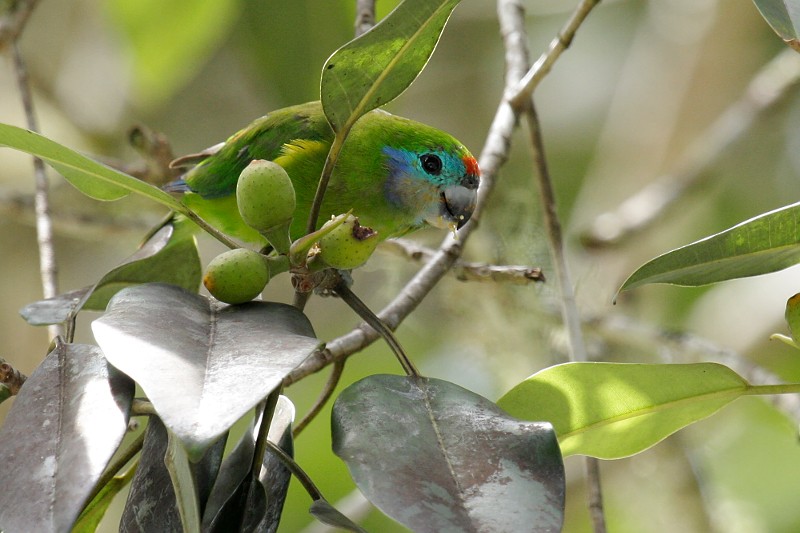 Double-eyed Fig-Parrot - Tom Tarrant