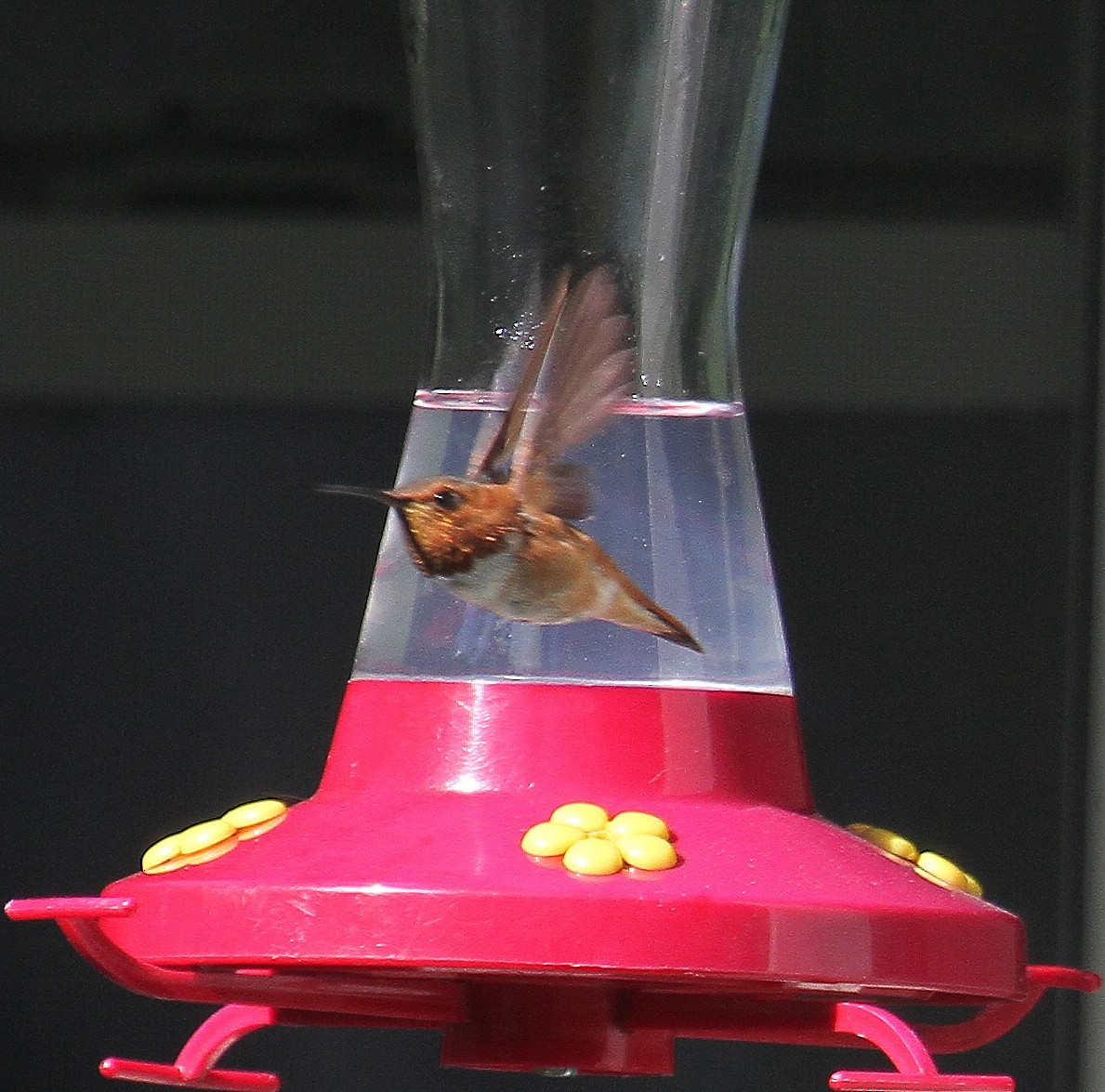 Rufous Hummingbird - ML383306831